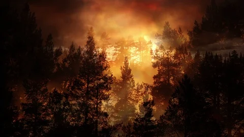 Sunset Forest Scenery Loop Animation Stock Footage 89380752