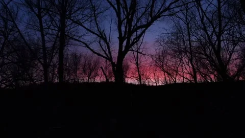 Sunset forest shooting Stock Footage 270338724