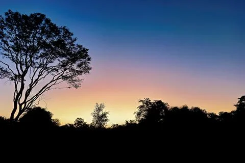 Sunset forest silhouette Stock Photos