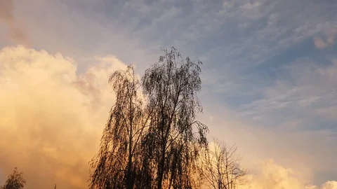 Sunset in the forest. sky and trees 4k Stock Footage 129902669