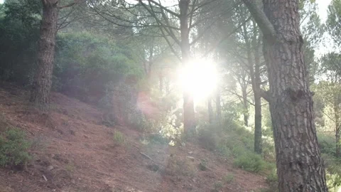 Sunset in the forest in slow motion. light filtering reflects from behind trees. Vídeo Stock 155892730
