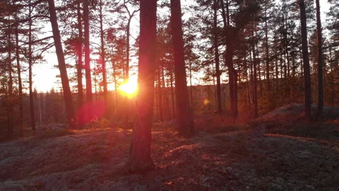 Sunset in forest smooth drone/crane shot Stockbeeldmateriaal 243229048