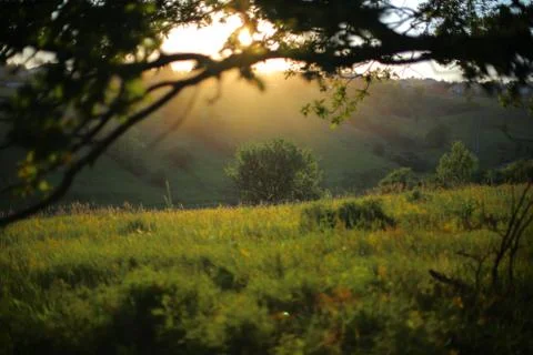Sunset in the forest in the summer. Stock Photos