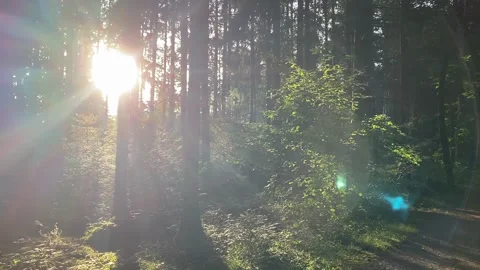 Sunset in the forest, the sun breaks through the trunks of firs, spruces, be 動画素材 315992015