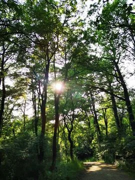 Sunset in the forest. Sun rays through the branches of trees. Stock Photos