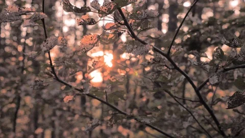 Sunset in the forest. Sunset behind the trees. Summer hot evenings. Tourism 動画素材 108243002