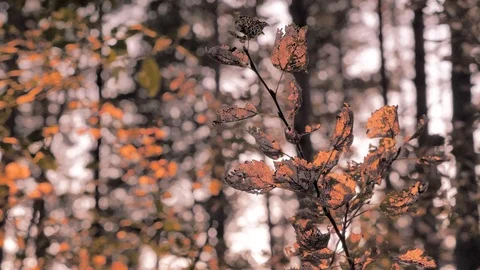 Sunset in the forest. Sunset behind the trees. Summer hot evenings. Tourism Stock Footage 108251830