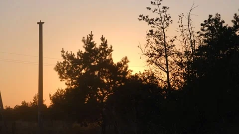 Sunset in the forest. Sunset in a pine forest. Bright red sunset in a pine Stock-Footage 278867687