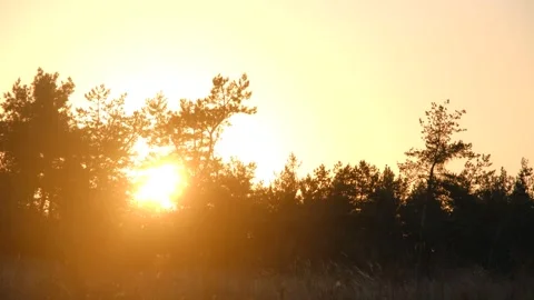 Sunset in the forest. Sunset in a pine forest. Bright red sunset in a pine Stock Footage 280213589