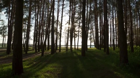 Sunset in the forest. Time Laps Landscape Stock Footage 80779100