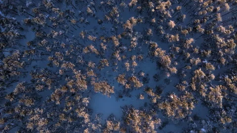 Sunset forest topdown drone view Stock Footage 327987606