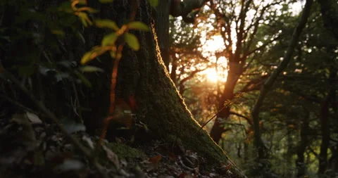 Sunset In Forest Track Shot Stock Footage 205521509