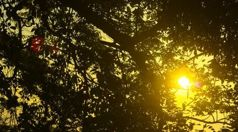 Sunset in the forest with tree branches and sun shining through them Stock Photos