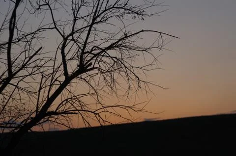 Sunset forest tree Stockfoto's