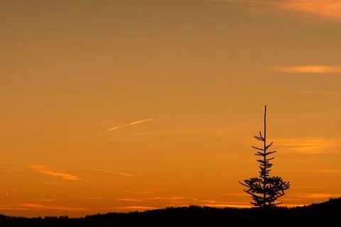 Sunset forest tree Stock-Fotos