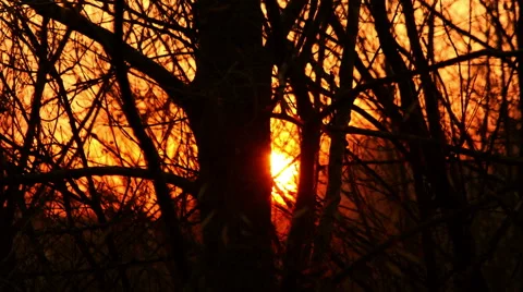 Sunset Forest Trees Time Lapse 4K Video Stock Footage 41573307