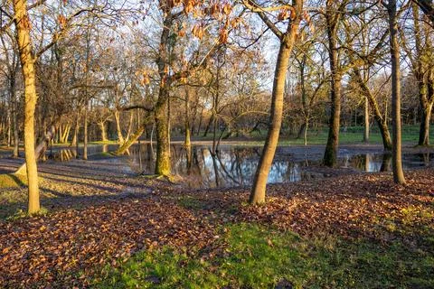 Sunset in a Forest With Water Reflecting Trees and Fallen Leaves on the Gro.. Stock Photos