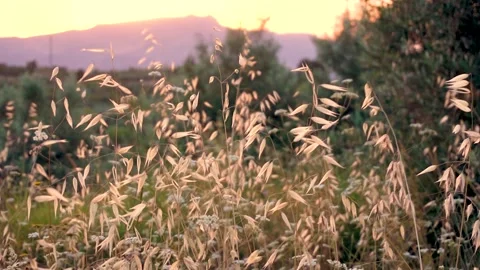 Sunset in the forest, with wild plants in the foreground. Stock Footage 159014139