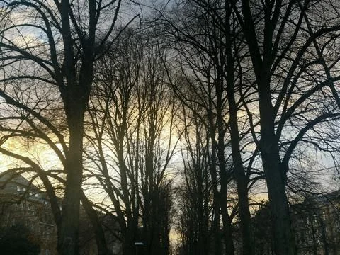 Sunset in the forest in winter with lighter clouds Stock Photos