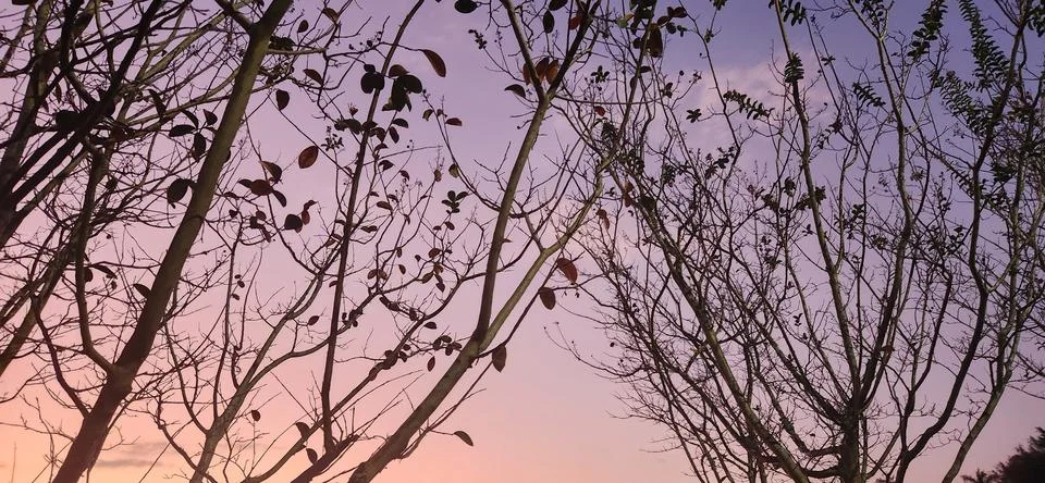 Sunset in the forest in winter Stock Photos