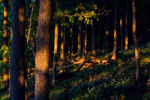 Sunset in Forrest Stock Photos