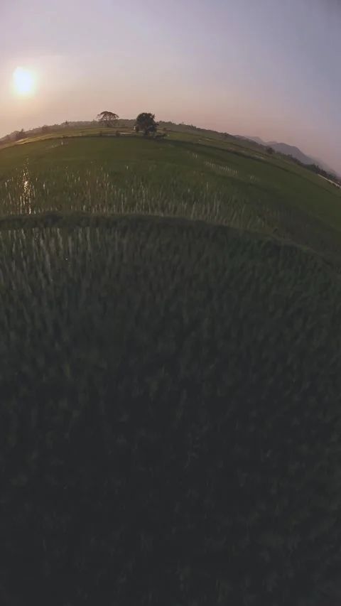 Sunset FPV Flyover of Lush Rice Fields - Serenity and Adventure Stock Footage 301366694