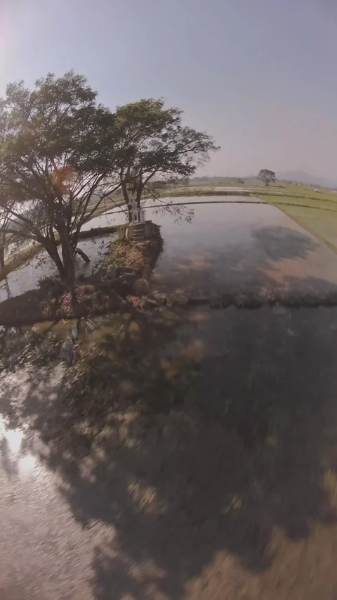 Sunset FPV Flyover of Lush Rice Fields - Serenity and Adventure 05 Stock Footage 301366924