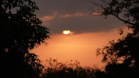 Sunset Framed by Silhouetted Tree Branches Stock Footage 305957711