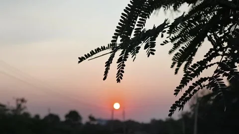 Sunset Framed by Tree Leaves in Calm Evening Sky Stock Footage 327982358