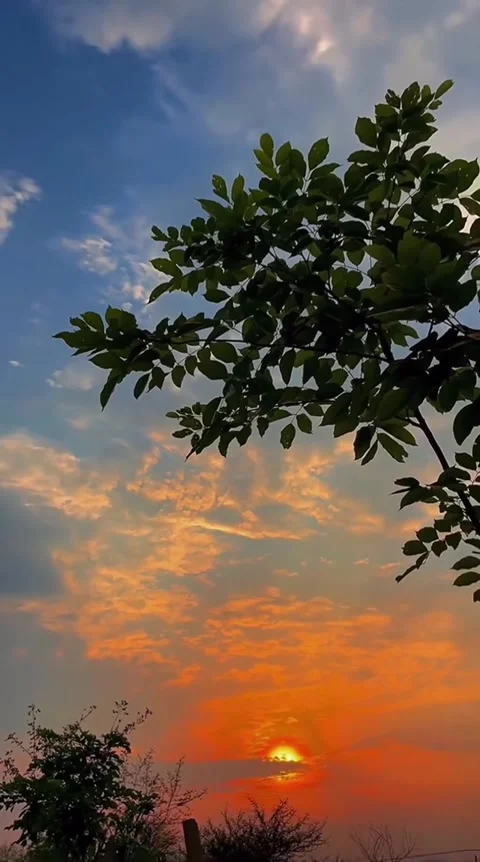 Sunset Framing Through Tree Foliage Stock Footage 341629515