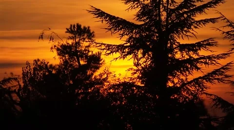Sunset in the French forest Stock Footage 57139055