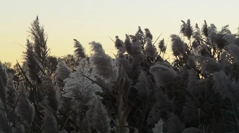 Sunset in the French forest Stock Footage 57387253