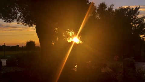 Sunset in front of an olive tree with sun rays filtering the branches Video stock 91188121