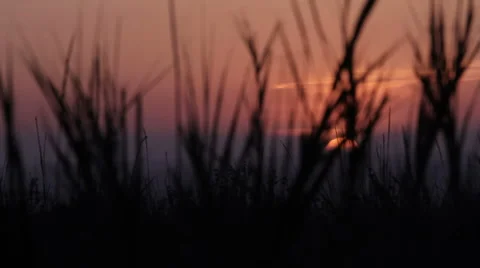 Sunset in front of tall grass Stock Footage 40347086