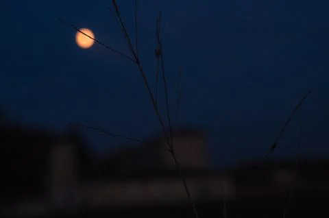 Sunset with full moon in the sky between the branches of the trees. Red moon. Stock Photos