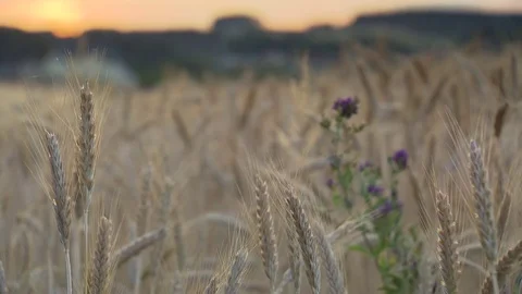 Sunset with fully ripe field Stock Footage 78089682