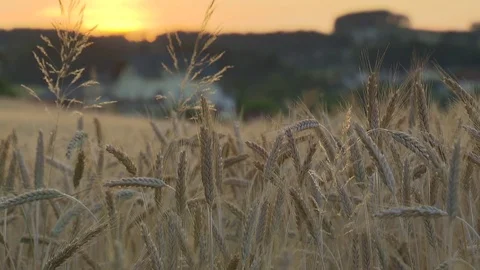 Sunset with fully ripe field high crops Video stock 78089564