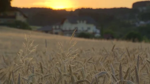 Sunset with fully ripe field pan shot Stock Footage 78089558
