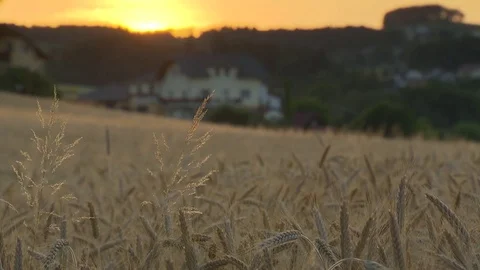 Sunset with fully ripe field slow pan Stock Footage 78089074