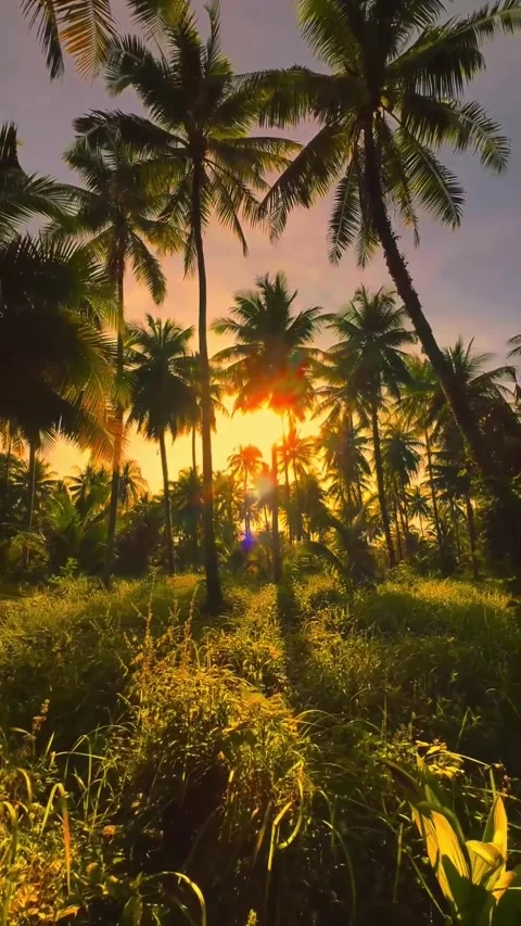 Sunset in the gap between the coconut trees Stock Footage 326088787