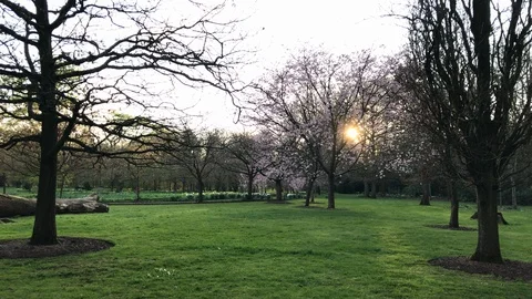 Sunset in the garden with cherry trees in bloom Stock Footage 127997408