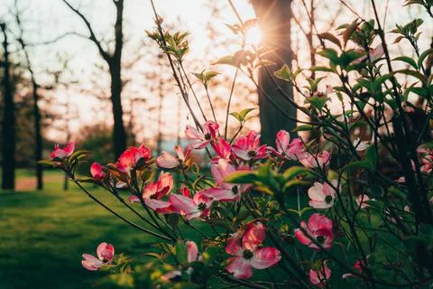 Sunset in Garden Stock Photos