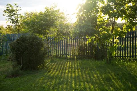 Sunset in the garden with sun rays filtering through the leaves and casting long Stock Photos