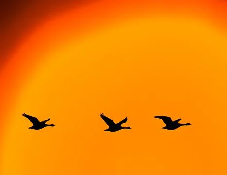 Sunset Geese Illustrazione stock