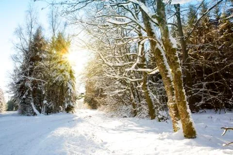 Sunset in a german winter forest. Stock Photos