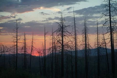 Sunset on ghost forest Foto stock