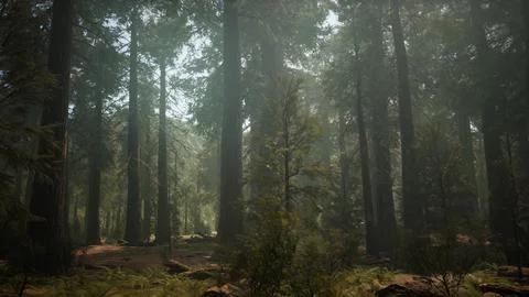 Sunset on the Giant Forest, Sequoia National Park, California Ilustração Stock