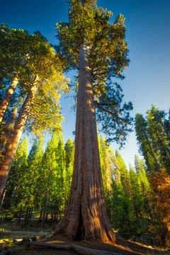 Sunset in the Giant Sequoia Forest, Sequoia National Park, California Stock Photos