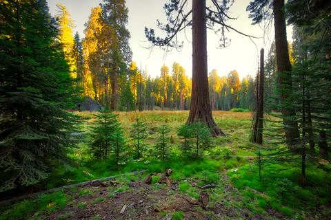 Sunset in the Giant Sequoia Forest, Sequoia National Park, California Stock Photos