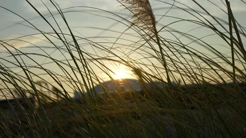 Sunset Glimmering Through Tall Grass, Close-up Stock Footage 319833506